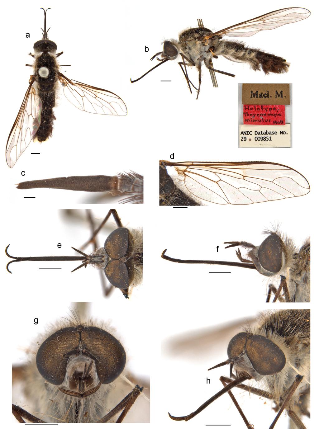 Li et al.: Thevenetimyia bee flies of Australia Figure 18.