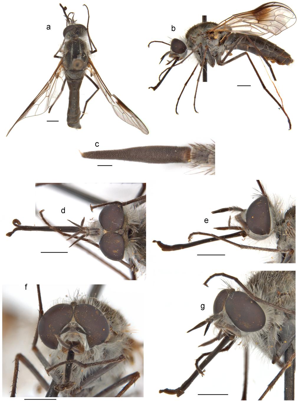 Li et al.: Thevenetimyia bee flies of Australia 359 Figure 20.