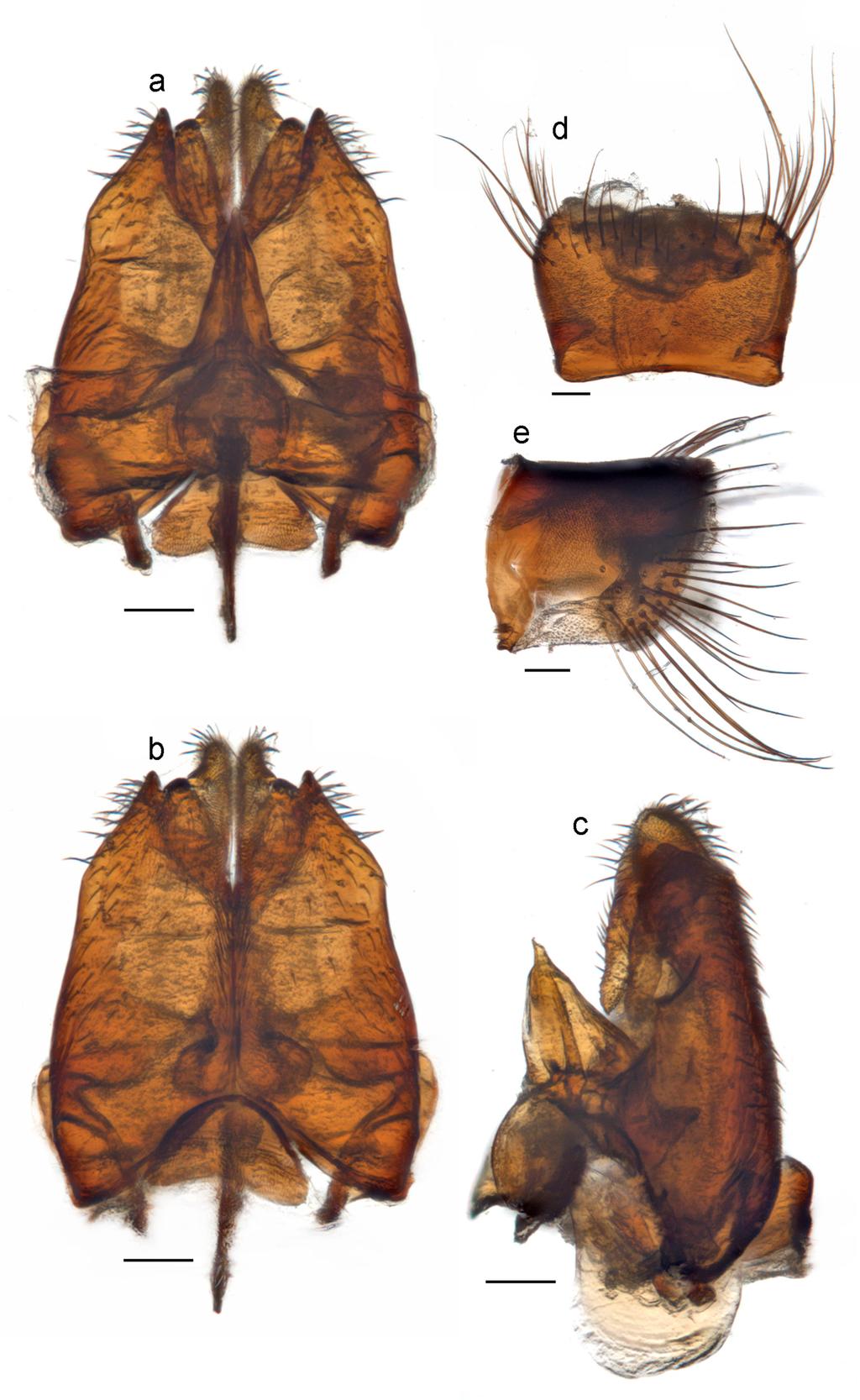 Li et al.: Thevenetimyia bee flies of Australia 361 Figure 22.