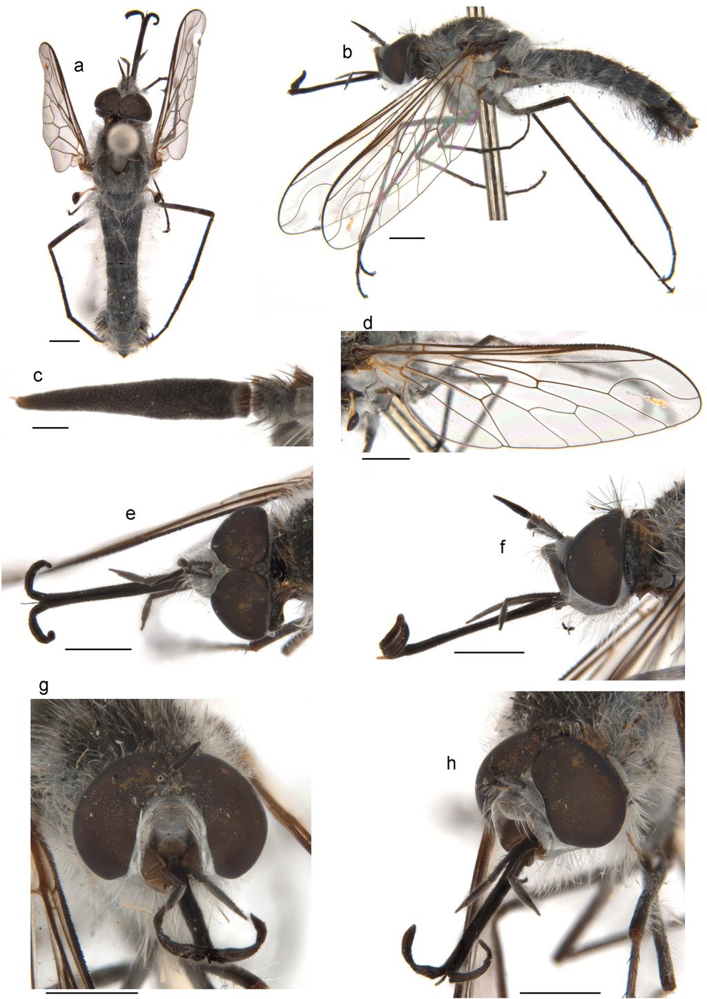 Li et al.: Thevenetimyia bee flies of Australia Figure 23. Thevenetimyia nuri Rodrigues and Lamas, sp. nov.
