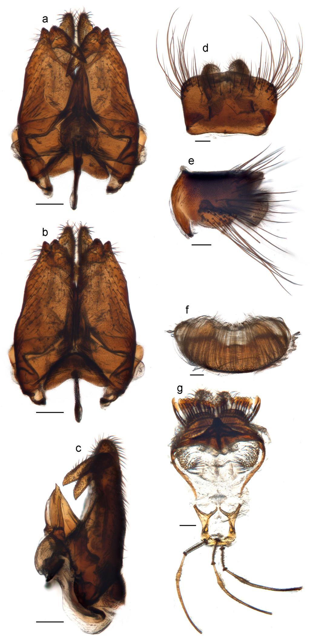 Li et al.: Thevenetimyia bee flies of Australia 365 Figure 25. Thevenetimyia nuri Rodrigues and Lamas, sp. nov.