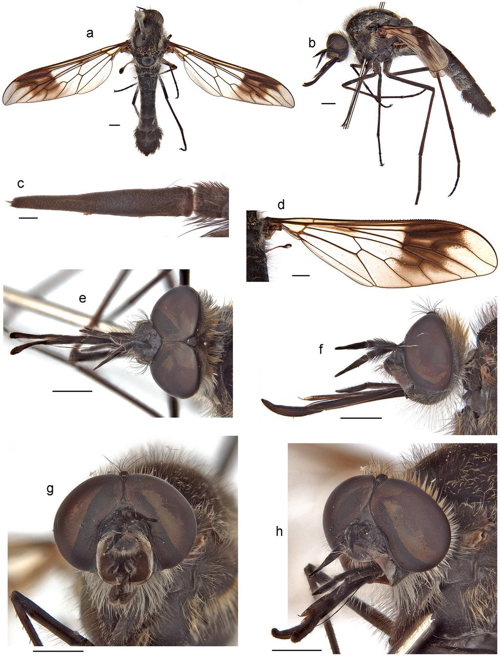 Li et al.: Thevenetimyia bee flies of Australia 369 Figure 27.