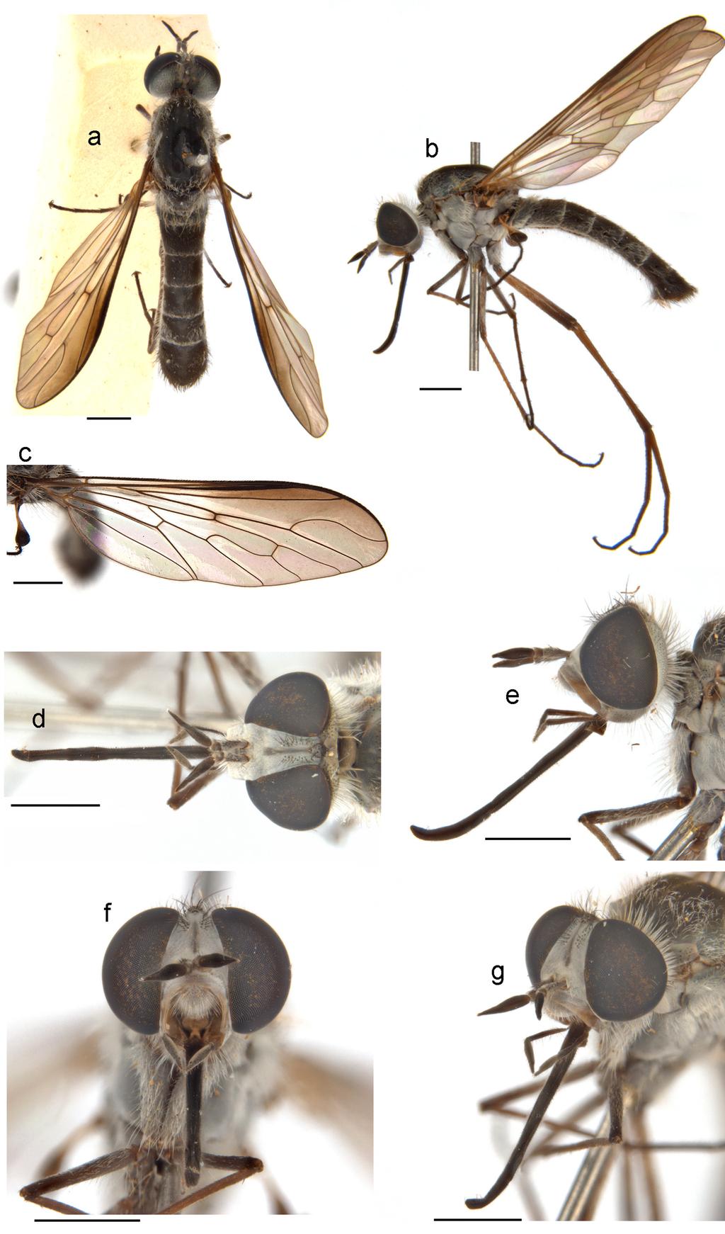 Li et al.: Thevenetimyia bee flies of Australia 337 Figure 2.