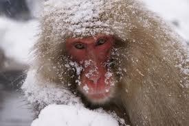 Snow Monkey (Japanese macaque) CONCLUSION In conclusion the most probable reservoirs of resistant bacteria in wildlife are water birds and birds of prey.