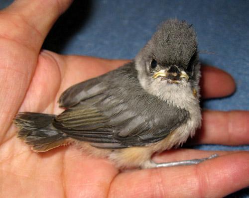 Songbird Stages Fledgling mostly feathered,