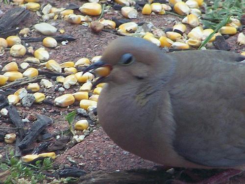 Feeding Doves Baby doves do not gape Doves < 40 grams must be syringe fed crop milk or baby