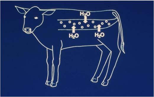 Calf Mortality Beef and Dairy Herd NAHMS Studies Total Calf Mortality (death) prior to weaning 6% Beef 11% Dairy Scours as reason for Mortality: 18% Beef 60% Dairy What is it?