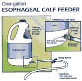 Use esophageal feeder to quickly transfer fluids Least Important (but all too common) Treatment?