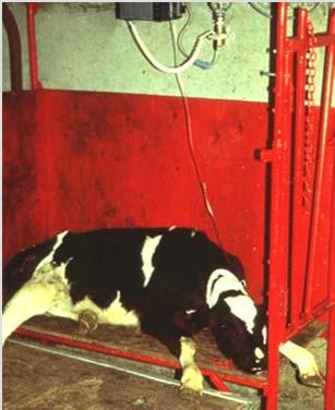 absorbed because circulation is too poor Unless you can do IV's, take calf to veterinary clinic IV drip into jugular vein 27 28 Fluid volume must replace loss and keep up with continuing