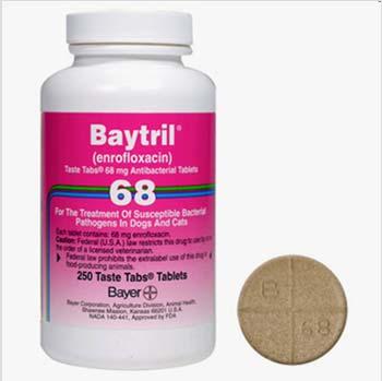 Key E. coli characteristics Baytril cannot be used off label, even by veterinarians Normal gut flora of all mammals so E.