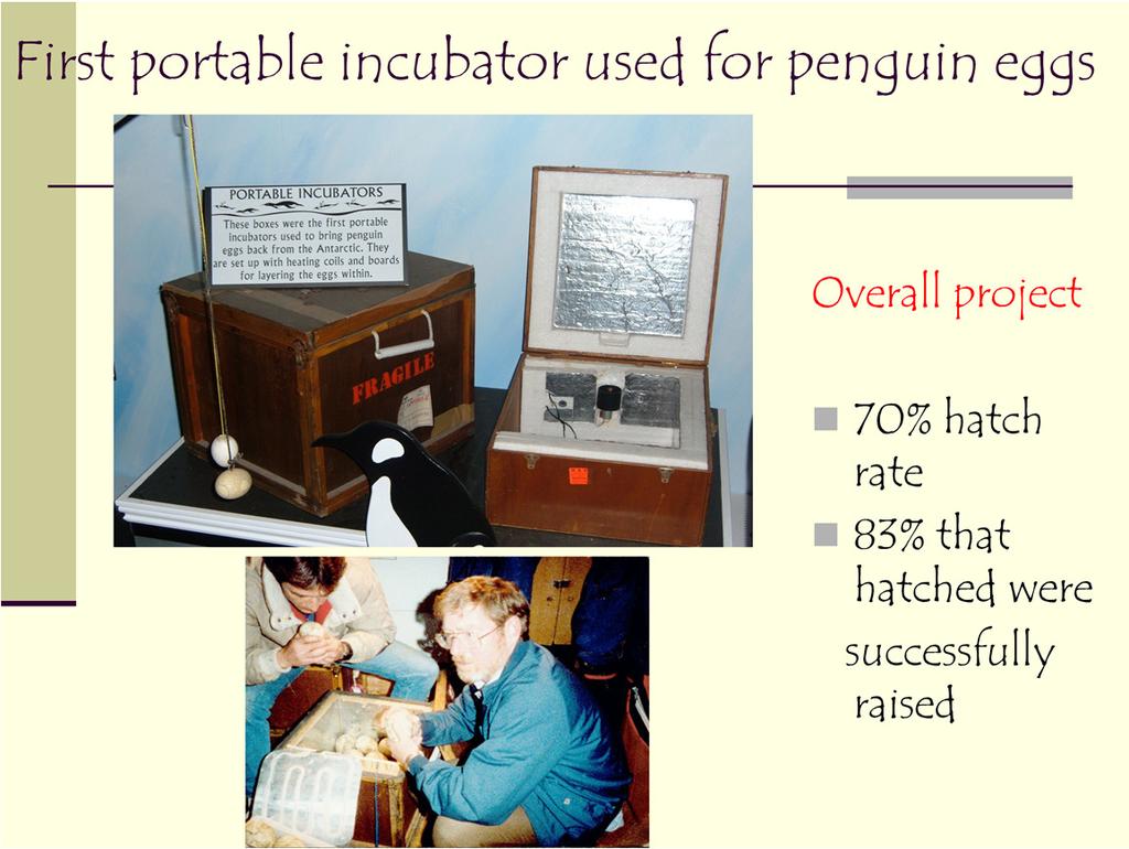 All Antarctic trips were coordinated by Frank Todd, Corporate Curator of Birds for SeaWorld out of San Diego. The SeaWorld biologists literally filled the portable incubators with eggs.