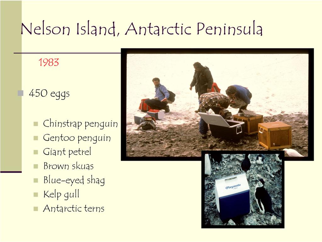 The original penguin project was coordinated by the National Science Foundation with the intent of establishing a successful penguin population in