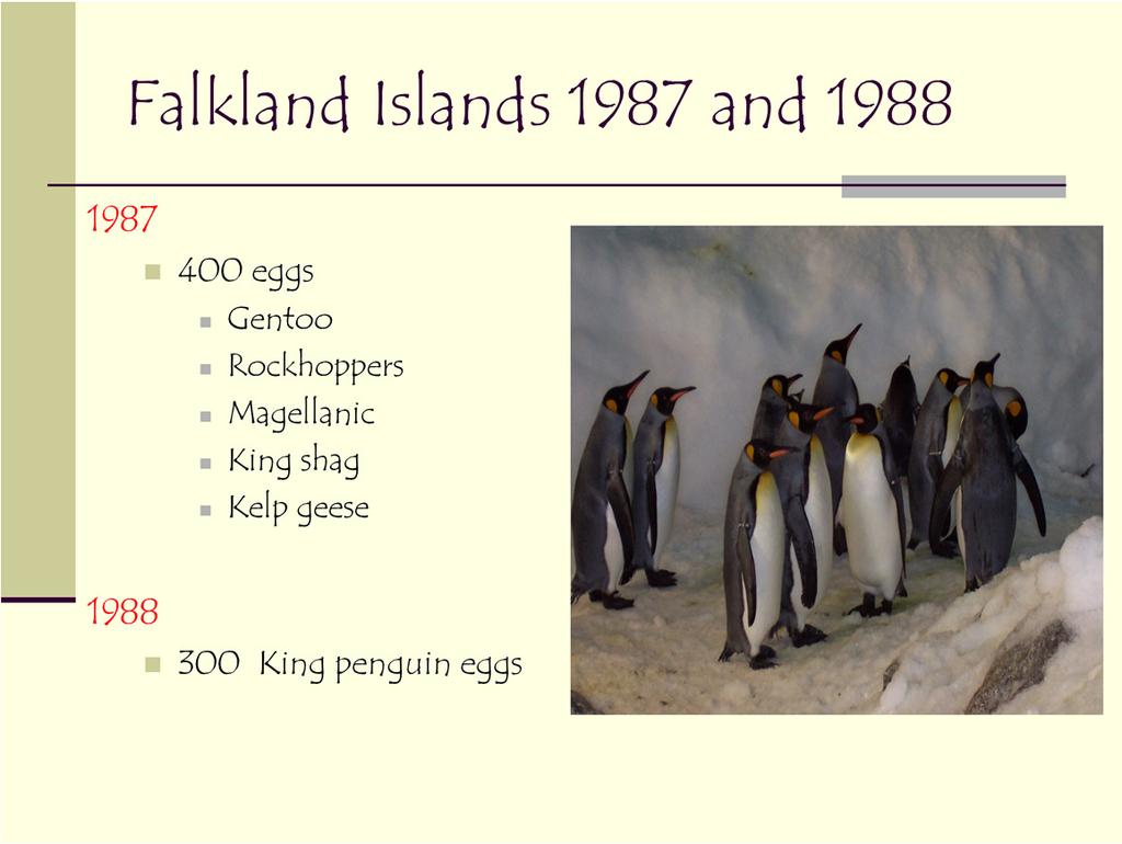 1987/88 marked the last egg collection by SeaWorld and the founder king penguins can be seen in