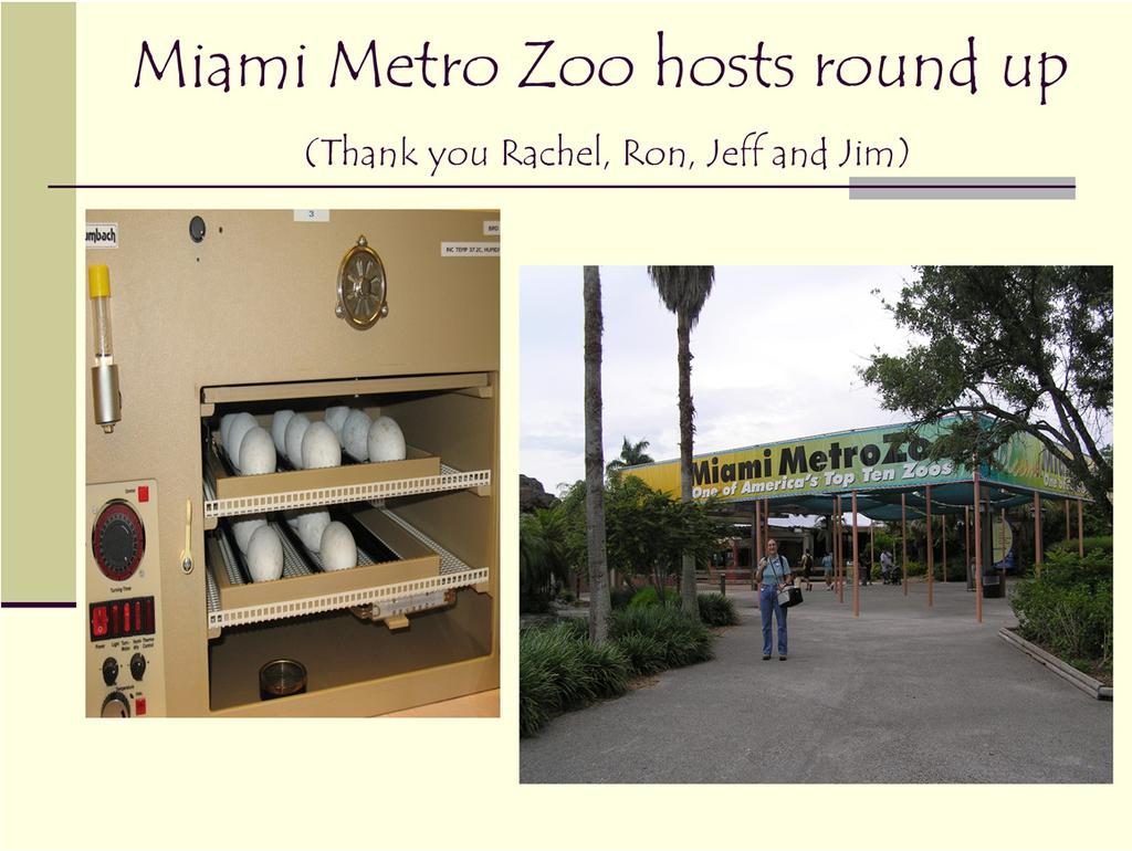 In order to gather eggs, Rachel Watkins, the registrar at Miami Zoo, submits for permits and provides all of the paper work necessary for other zoos to collect from Hialeah flock.
