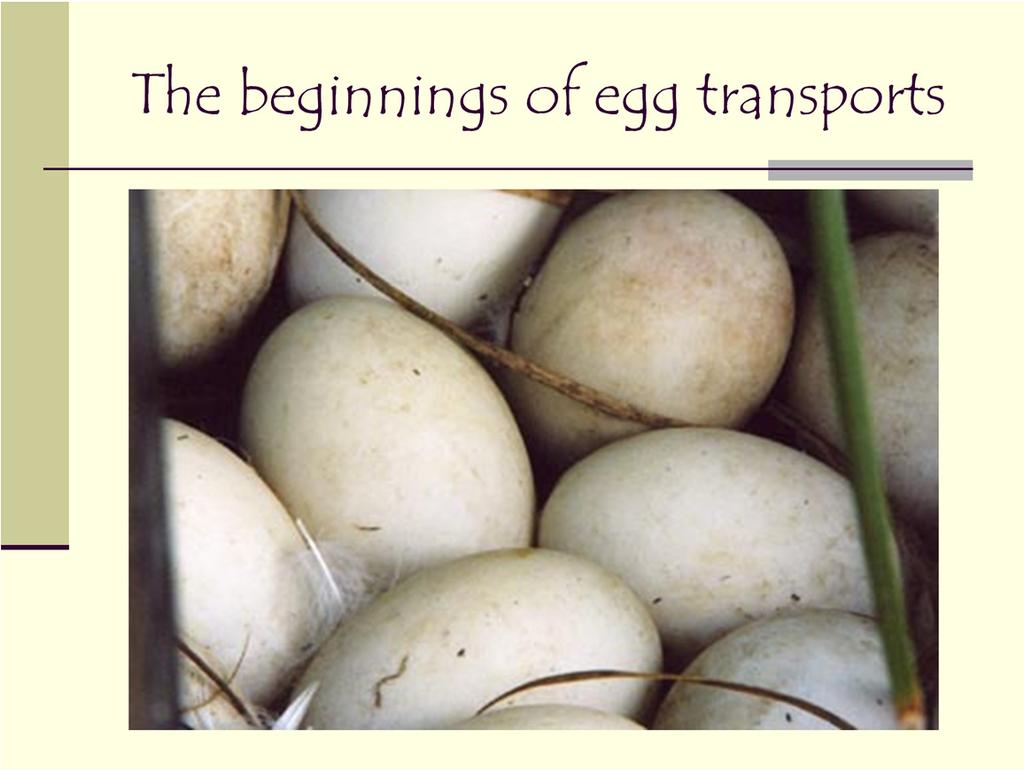 Early imports of waterfowl eggs came from Iceland through Canada from wild eggs and were simply put in padded cases and