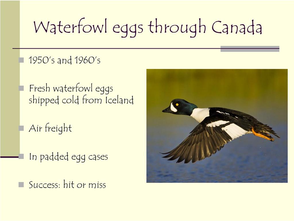 Early imports of waterfowl eggs came from Iceland through Canada from wild eggs and were simply put in padded cases and