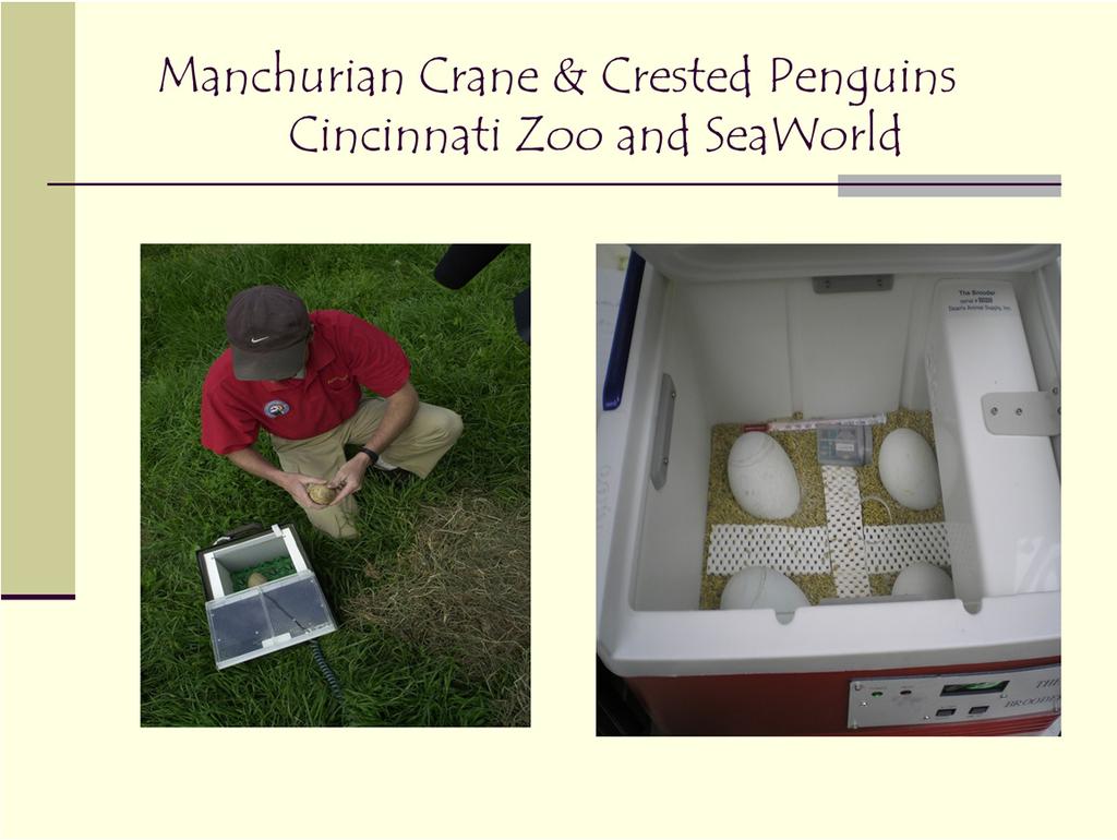 The Cincinnati Zoo has transported eggs in their work with Manchurian cranes and SeaWorld continues to move penguin eggs around