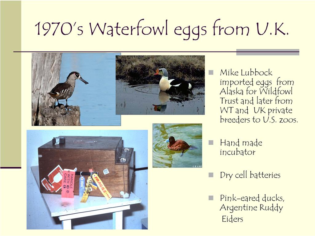 Mike Lubbock who owns and manages Sylvan Heights Waterfowl Park and Eco- Center, began his career at the Wildfowl Trust. He used this incubator to move waterfowl eggs form Alaska to the UK.