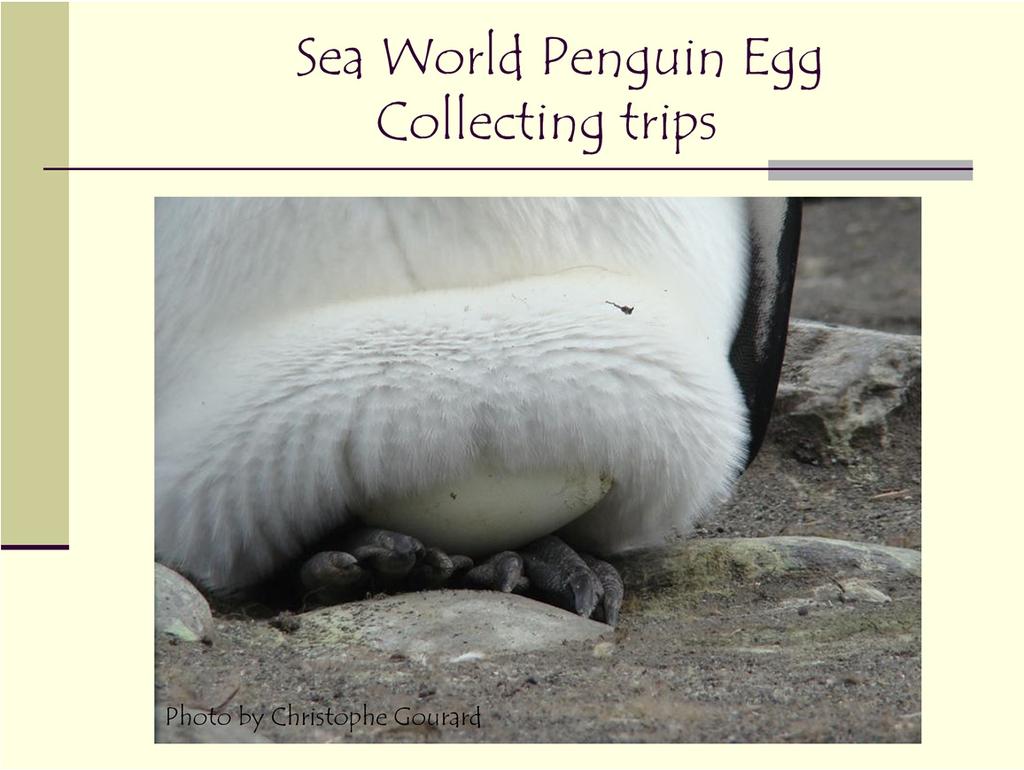 The original decade of research in the Antarctic and the five years of collecting eggs, established the successful SeaWorld penguin colonies which have since provided penguins globally to zoos and