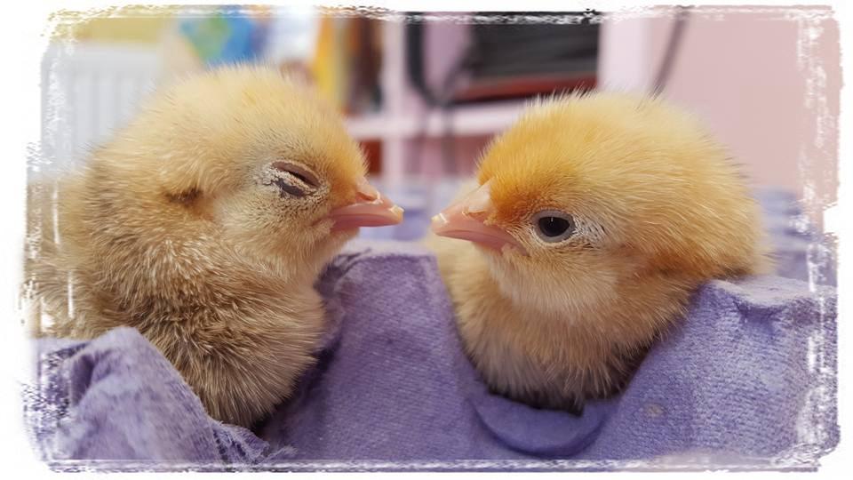 Take as many cute photos of your hatchlings as you can. By week 1 they start to loose their fluffiness as they start to grow their feathers.