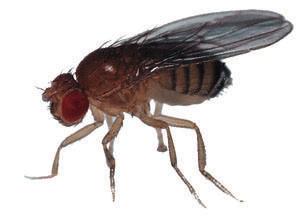 Small Fly Biology and Control A guide to