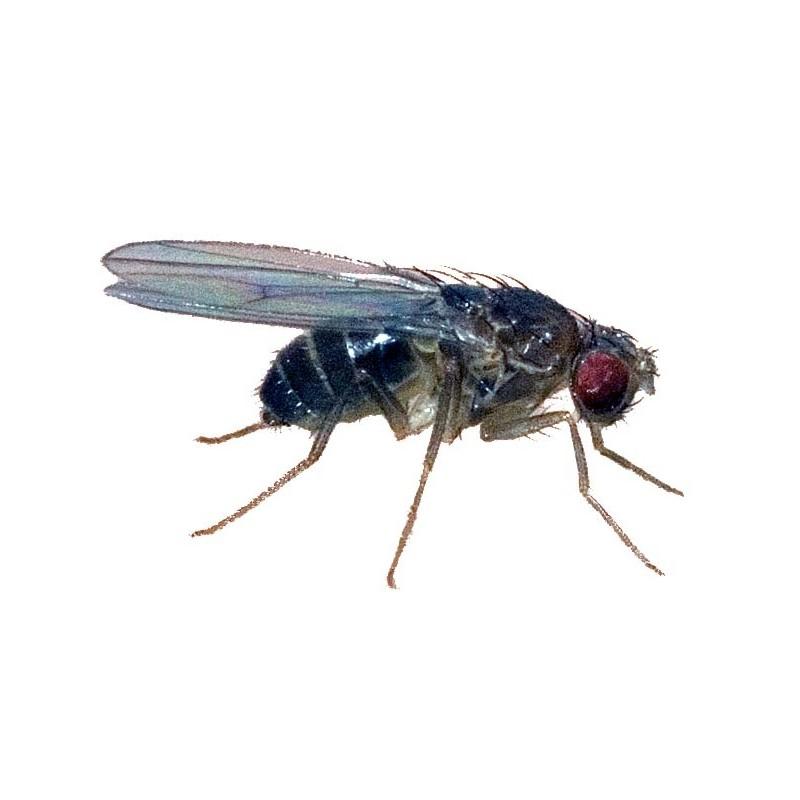 Fruit Flies Two species which have emerged recently as problem species particularly in food areas is Drosophila repleta,
