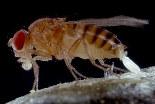 Fruit Flies Fruit flies breed on ripened or decaying fruits and vegetables Fermenting liquids such as wine, juice,