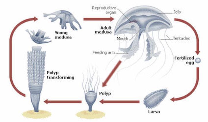 Some coelenterates only exist in the form of a polyp and never produce medusas.
