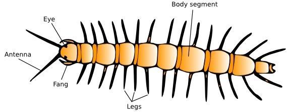 Myriapods (millipedes, centipedes) Terrestrial arthropods.