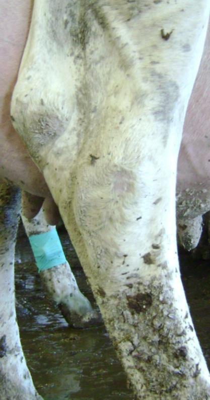 Assessing cow-longevity in dairy