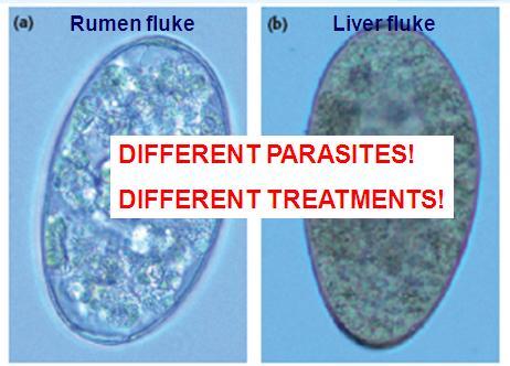 Rumen fluke Treatment options Advice from AHI and others don t treat unless there are clinical
