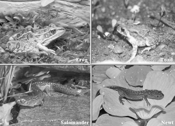 Fish, Amphibians and Reptiles http://universe-