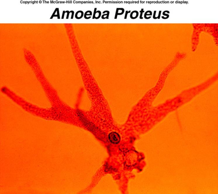 Amoeba Large unicellular organism with amorphous cell shape Use cytoplasmic streaming/cyclosis/ameboid movement and
