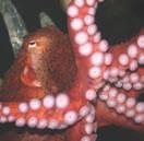 A female octopus can lay over 150,000 eggs at one time and keeps them alive by blowing oxygenated water over them until they hatch. During this time she does not eat, meaning she will eventually die.