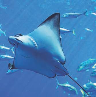Rays Visit Area: Bay of Rays Rays are strange flat looking creatures that use their wings to glide through the ocean. They live in oceans and seas all over the world, mostly on or near the seabed.