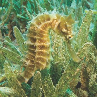 Seahorses Visit Area: KINGDOM OF THE SEAHORSE Seahorses are one of the most fascinating creatures in our ocean. There are around 33 different species that have evolved over 40 million years.