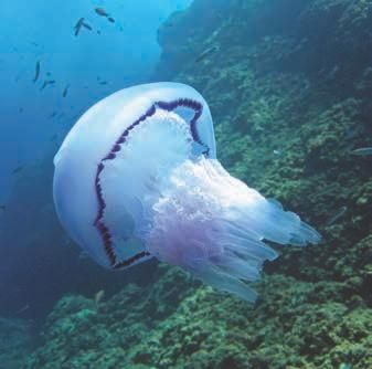 What do you think they can sense? Through a network of nerves it is thought that jellyfish can sense odours, light and other animals around them. What do you think jellyfish eat?