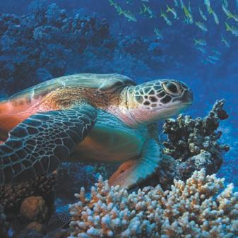 Sea Turtles Visit Area: Ocean Tunnel Sea turtles have existed for around 215 million years, making them one of the oldest surviving species on earth!