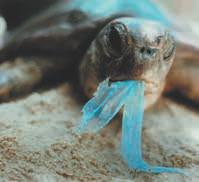 This means they need to stay in a warm environment to keep their body temperature up. To help keep warm, most sea turtles live in warm tropical waters. All reptiles also reproduce by laying eggs.