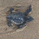 Some Green Sea Turtles travel thousands of miles back to same beach they were born on to lay their own eggs. Do Green Sea Turtles swim quickly?