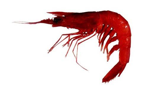 Minor Gulf of Mexico-South Atlantic Atlantic Shrimp Species and their Ranges The seabob, Xiphopenaeus kroyeri. Image and map courtesy FAO FIGIS database. The royal red shrimp, Hymenopenaeus robustus.