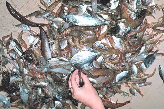 have a greater effect on shrimp stocks than fishing effort.