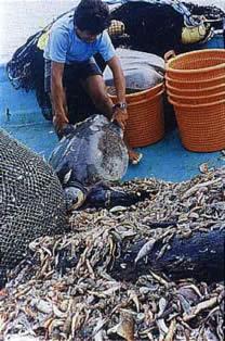 Although B MSY and catch per unit effort are underfined for shrimp stocks, managers have no concerns regarding shrimp abundance.