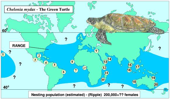 conservation biologists estimated that 50,000 turtles were caught in U.S. waters; 60,000 were caught in Central American shrimp fisheries [Steiner, 1996].