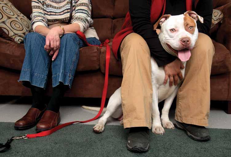 In the so-called real-life room at the Animal Rescue League of Boston, a woman disguised in an overcoat and a big hat opens the door and approaches a young pit bull terrier named Penny.