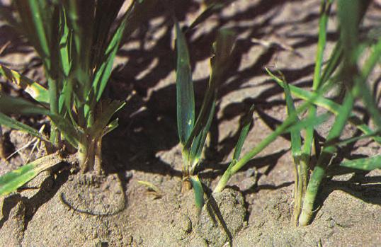 Figure 6. Infested wheat plants with a darker green color and wider leaves. Figure 8. Infested wheat tillers are stunted (top left). Figure 9.