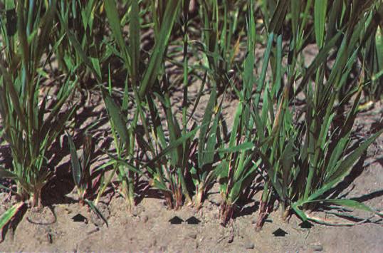 Infested wheat plants are stunted, have darker green color, wider leaves. Host Plants Wheat is the preferred host, but infestations have been found on barley, rye, spelt and emmer.