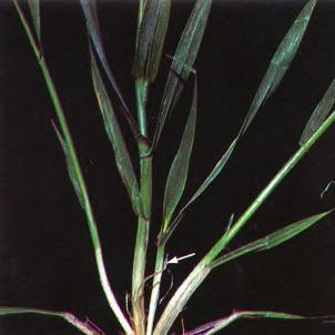Occasionally, Hessian fly has been found on wild grasses such as quackgrass, western wheatgrass, little barley, goatgrass and timothy, and Texas likely has other grass hosts.