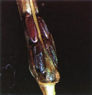Figure 11. Hessian fly pupae.