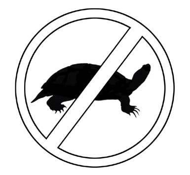 Turtles do not make good pets. Most students are able to recognize one or two of Ontario s turtle species.